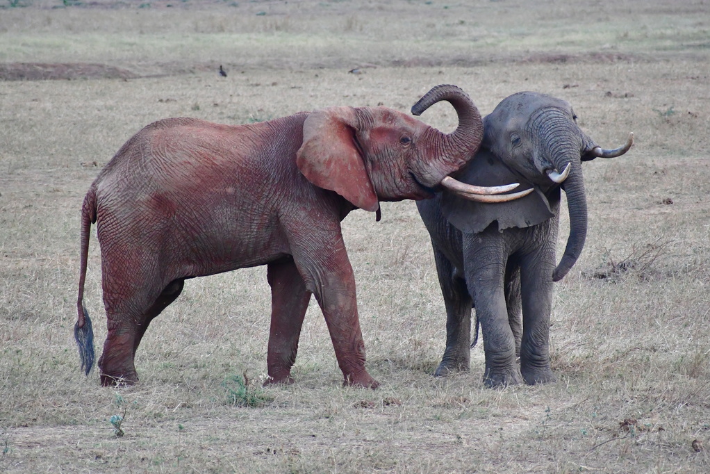 Tsavo East National Park